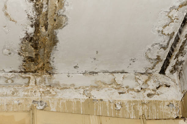 Best Post-Remediation Verification Testing  in Helemano, HI