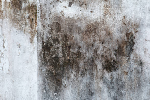 Best Comprehensive Air Testing for Mold Contaminants  in Helemano, HI
