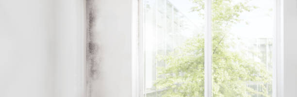 Best Attic Mold Removal  in Helemano, HI