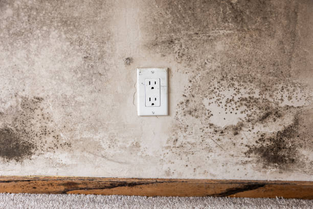 Best Commercial Mold Inspection  in Helemano, HI
