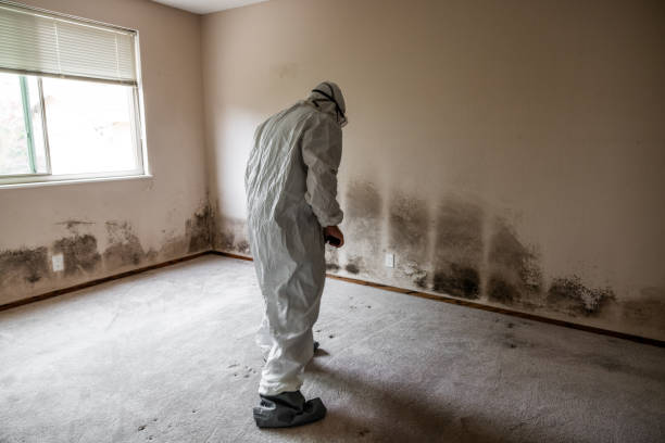 Mold Odor Removal Services in Helemano, HI