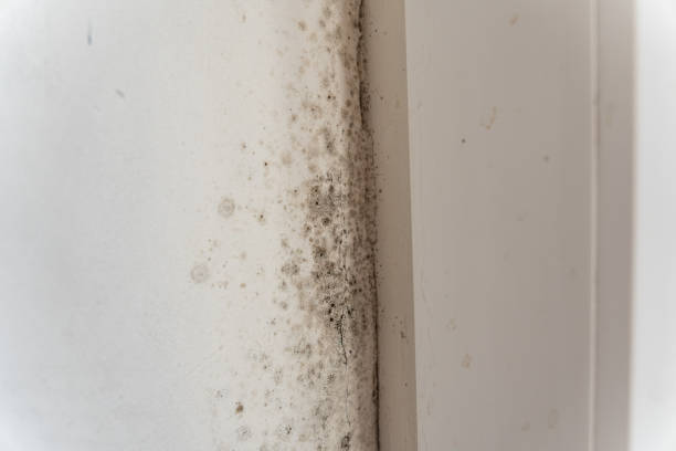 Best Airborne Mold Testing  in Helemano, HI